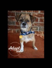 Mutt Dogs for adoption in Belton, MO, USA