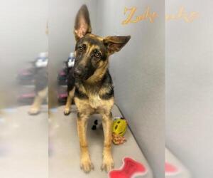 German Shepherd Dog Dogs for adoption in Sanford, FL, USA