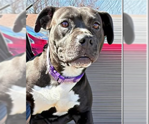 Boston Terrier-Unknown Mix Dogs for adoption in Rustburg, VA, USA