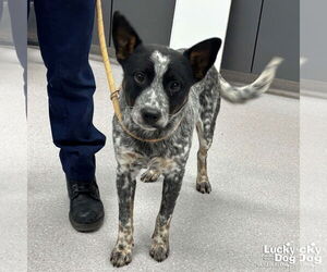 Mutt Dogs for adoption in Washington, DC, USA