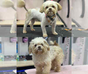 ShihPoo Dogs for adoption in Newfoundland, PA, USA