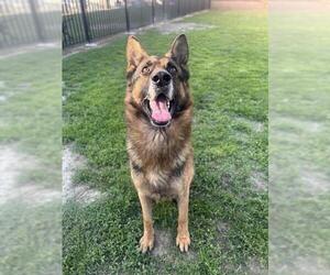 German Shepherd Dog-Unknown Mix Dogs for adoption in Riverside, CA, USA