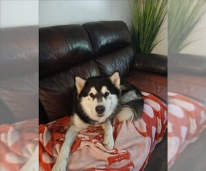 Alaskan Malamute Dogs for adoption in San Antonio, TX, USA