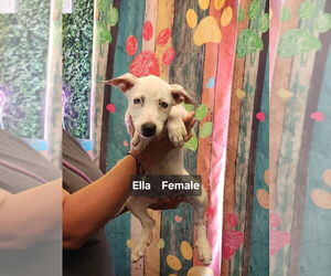 American Pit Bull Terrier-Unknown Mix Dogs for adoption in Evansville, IN, USA