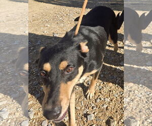 Mutt Dogs for adoption in Jackson, MS, USA