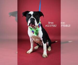 Mutt Dogs for adoption in Bakersfield, CA, USA