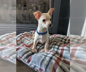 Chihuahua-Unknown Mix Dogs for adoption in Forest, VA, USA