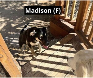 German Shepherd Dog Dogs for adoption in Oak Bluffs, MA, USA