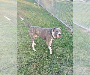 American Pit Bull Terrier Dogs for adoption in Louisville, KY, USA