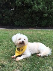 Lhasa Apso Dogs for adoption in San Francisco, CA, USA
