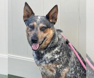Australian Cattle Dog Dogs for adoption in Camarillo, CA, USA
