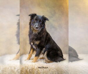 Australian Shepherd-Unknown Mix Dogs for adoption in Hot Springs Village, AR, USA