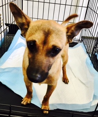 Chiweenie Dogs for adoption in Christiana, TN, USA