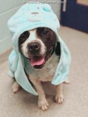 Boxer Dogs for adoption in Palmetto, FL, USA