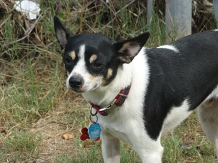 Rat Terrier Dogs for adoption in Longview, TX, USA