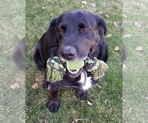Borador Dogs for adoption in Sonora, CA, USA