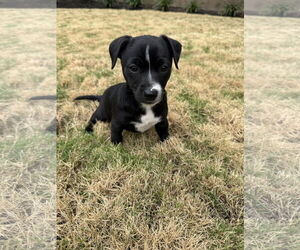 Chihuahua-Unknown Mix Dogs for adoption in The Woodlands, TX, USA