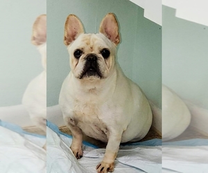 French Bulldog Dogs for adoption in House Springs, MO, USA