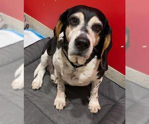 Bagle Hound Dogs for adoption in Dedham, MA, USA