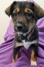 Sheprador Dogs for adoption in Monticello, IA, USA