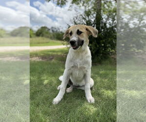 Anatolian Shepherd-Retriever  Mix Dogs for adoption in PIPE CREEK, TX, USA