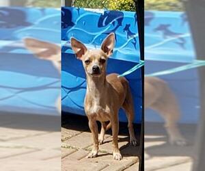 Chihuahua Dogs for adoption in Scottsboro, AL, USA