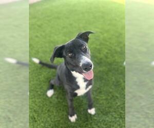 Shepradors Dogs for adoption in Chula Vista, CA, USA