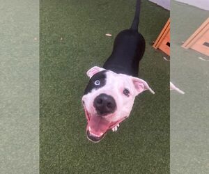 American Bulldog Dogs for adoption in Pompano Beach , FL, USA