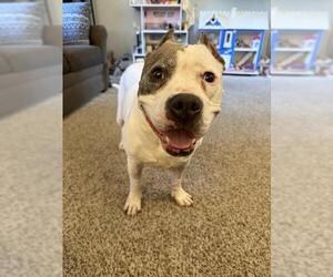 American Staffordshire Terrier-Dogo Argentino Mix Dogs for adoption in Princeton, MN, USA