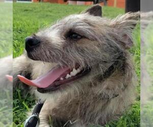 Border Terrier-Unknown Mix Dogs for adoption in Von Ormy, TX, USA