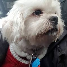 Shih Tzu Dogs for adoption in Morgantown WV, PA, USA