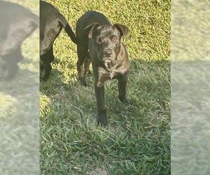 Labrador Retriever-Unknown Mix Dogs for adoption in Houston, TX, USA