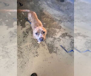 American Staffordshire Terrier-Unknown Mix Dogs for adoption in Tallahassee, FL, USA