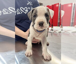 Labrador Retriever Dogs for adoption in The Woodlands, TX, USA