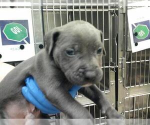 American Pit Bull Terrier-Unknown Mix Dogs for adoption in Oklahoma City, OK, USA