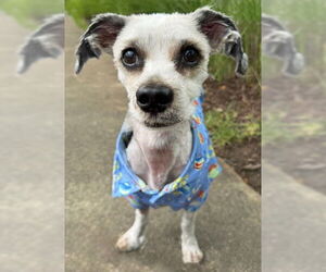 Maltese-Unknown Mix Dogs for adoption in Arlington, VA, USA