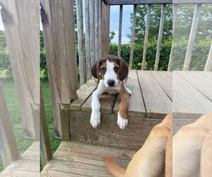 Mutt Dogs for adoption in Roxboro, NC, USA