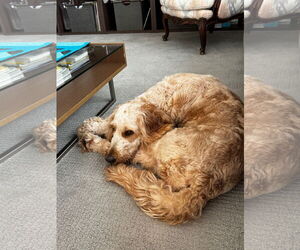 Goldendoodle Dogs for adoption in Bonita Springs, FL, USA