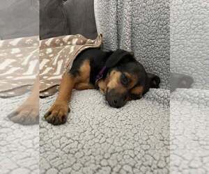 Mutt Dogs for adoption in Oakhurst, NJ, USA