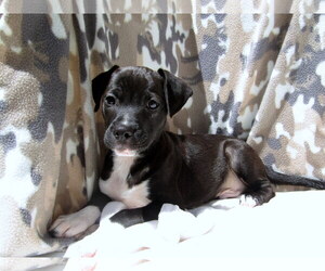 Dorgi Dogs for adoption in York, SC, USA