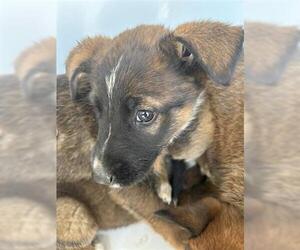 German Shepherd Dog-Unknown Mix Dogs for adoption in Houston, TX, USA