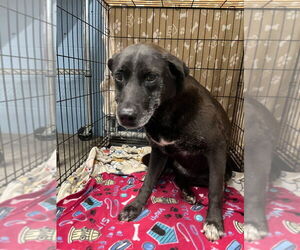 Labrador Retriever Dogs for adoption in Evansville, IN, USA