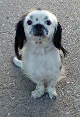Engatzu Spaniel Dogs for adoption in Peralta, NM, USA