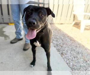 Mutt Dogs for adoption in Santa Rosa, CA, USA