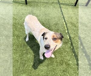 Bluetick Coonhound-Unknown Mix Dogs for adoption in Hilton Head, SC, USA
