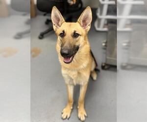 German Shepherd Dog Dogs for adoption in Peoria, IL, USA