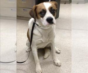 Beagle-Unknown Mix Dogs for adoption in Riverside, CA, USA