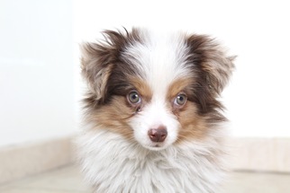 Small Australian Shepherd