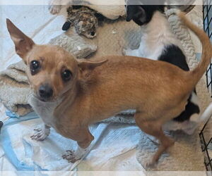 Chihuahua-Unknown Mix Dogs for adoption in San Bernardino, CA, USA