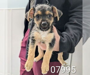 Mutt Dogs for adoption in Chico, CA, USA